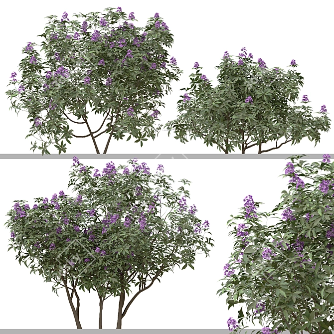 Rhododendron Ponticum Trio Live Plants 3D model image 6