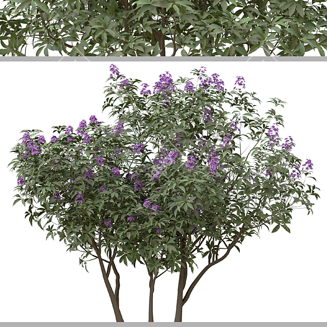 Rhododendron Ponticum Trio Live Plants 3D model image 7