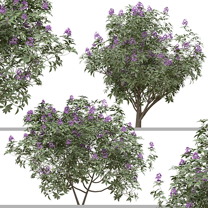 Rhododendron Ponticum Trio Live Plants 3D model image 1