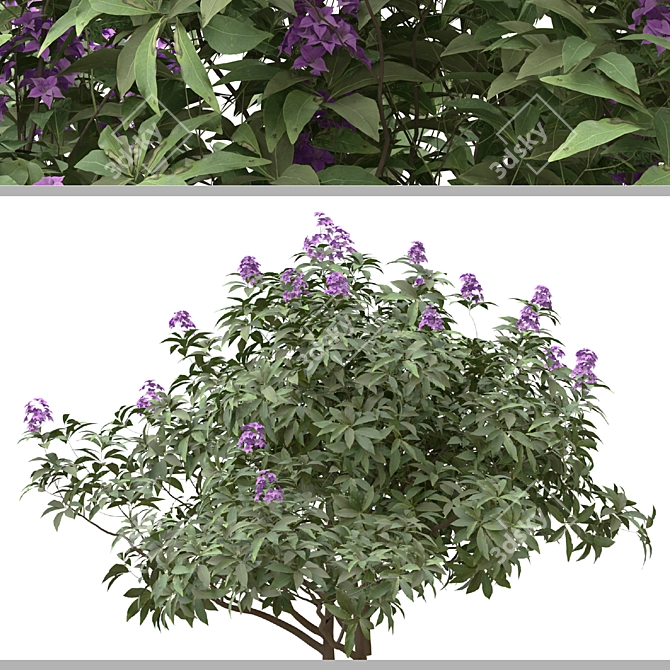 Rhododendron Ponticum Trio Live Plants 3D model image 3