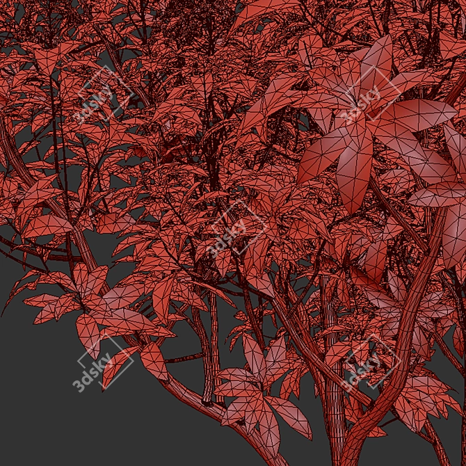 Rhododendron Ponticum Trio Live Plants 3D model image 4