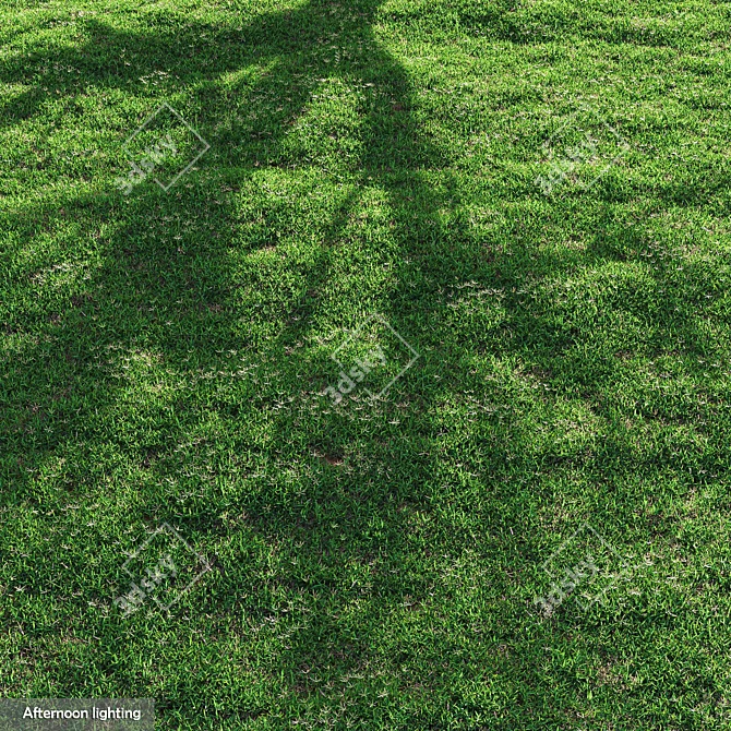 High-Quality Bermuda Grass Package 3D model image 3