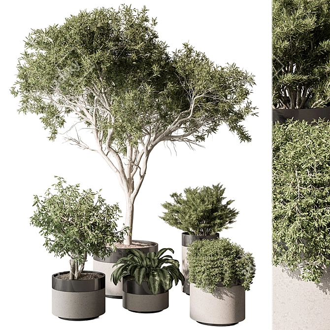  429 Indoor Plant Set (Vray) 3D model image 1