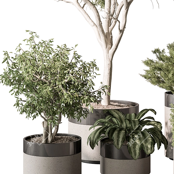  429 Indoor Plant Set (Vray) 3D model image 2