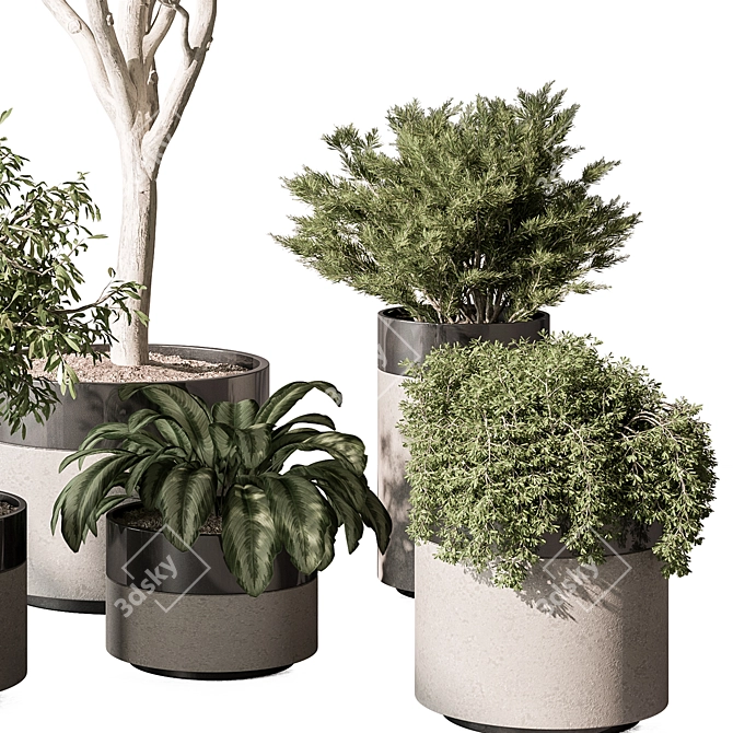 Corona Indoor Plant Set 439 3D model image 3