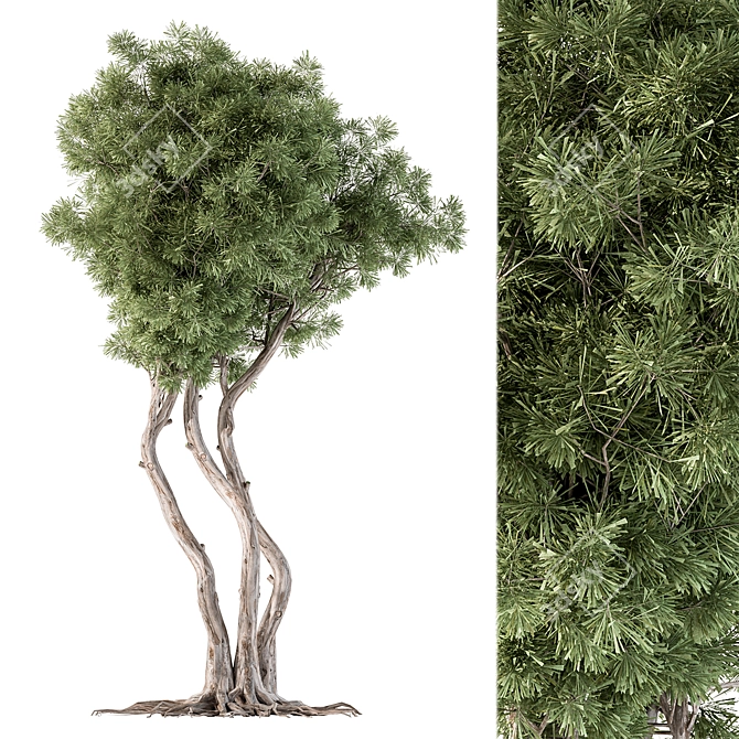 Evergreen Foliage - Collection 112 3D model image 1