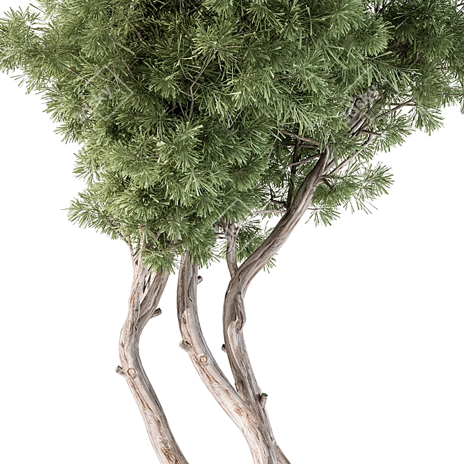 Evergreen Foliage - Collection 112 3D model image 2