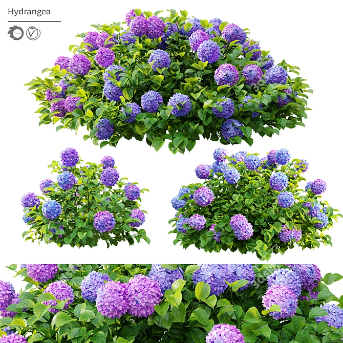 Hydrangea Bush Trio, Hortensia Polys 3D model image 1