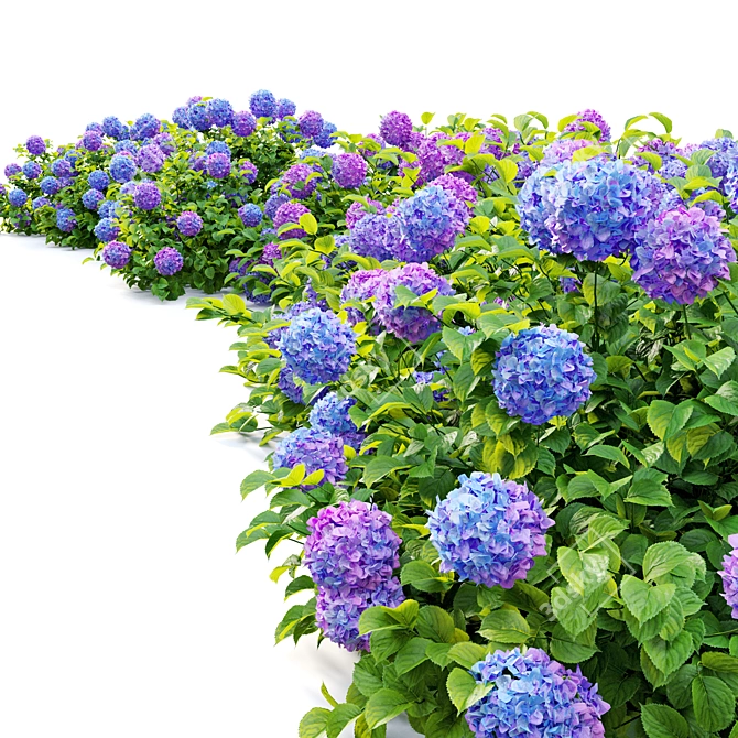 Hydrangea Bush Trio, Hortensia Polys 3D model image 2