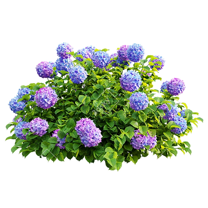 Hydrangea Bush Trio, Hortensia Polys 3D model image 5