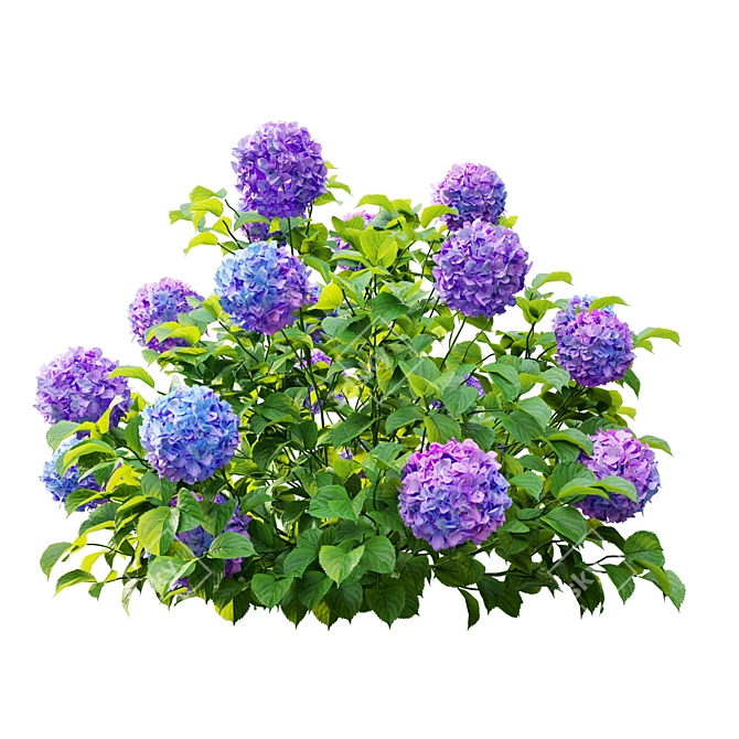 Hydrangea Bush Trio, Hortensia Polys 3D model image 6