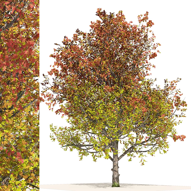 Autumn Mountain Maple Tree Model 3D model image 1