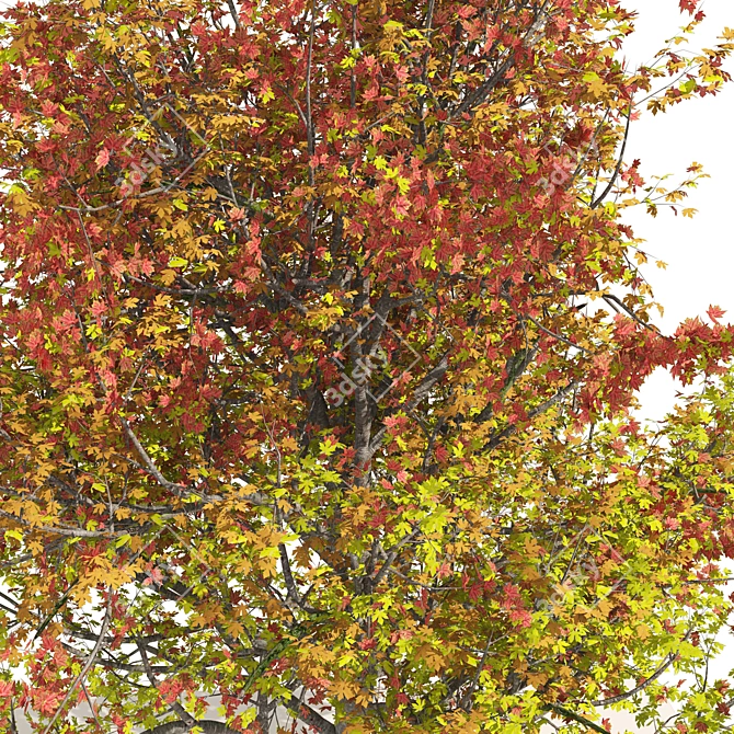 Autumn Mountain Maple Tree Model 3D model image 2