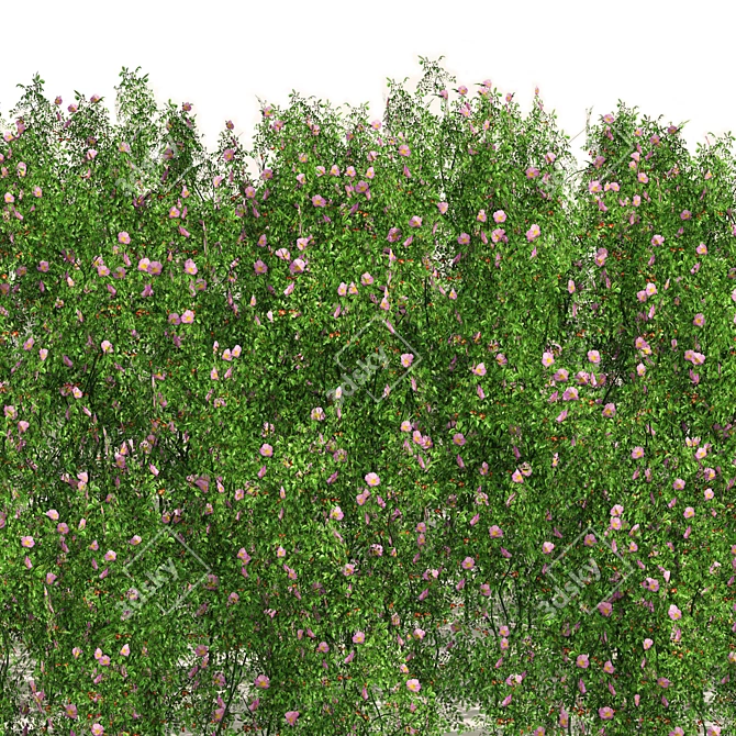 Blooming Dog Rose Field Model 3D model image 3