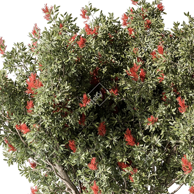 Maple Flower Tree Set 114 3D model image 2