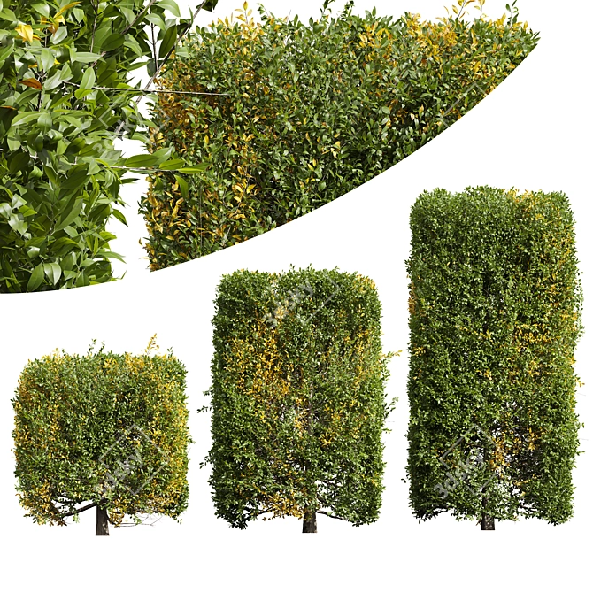 Waxyleaf Privet Plant Models 3D model image 1