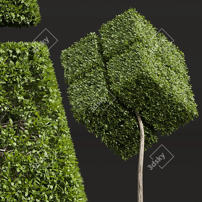 Waxy Leaf Privet Plant Model 3D model image 2