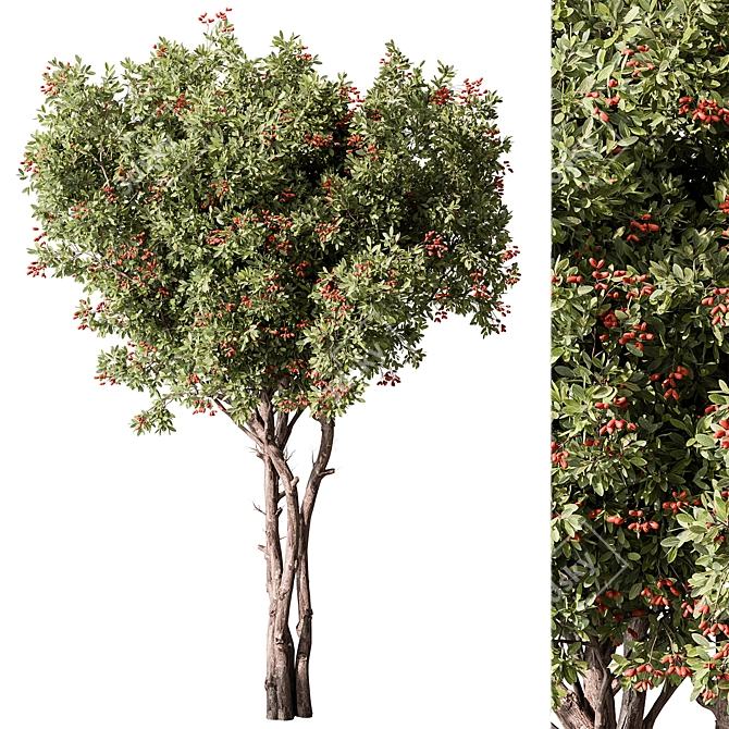 Assorted Fruit Tree Collection 3D model image 1