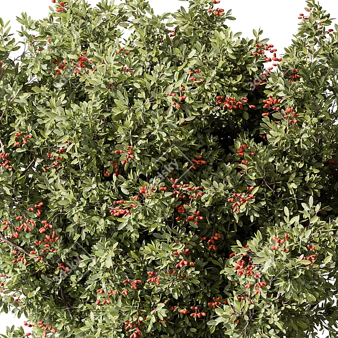 Assorted Fruit Tree Collection 3D model image 2