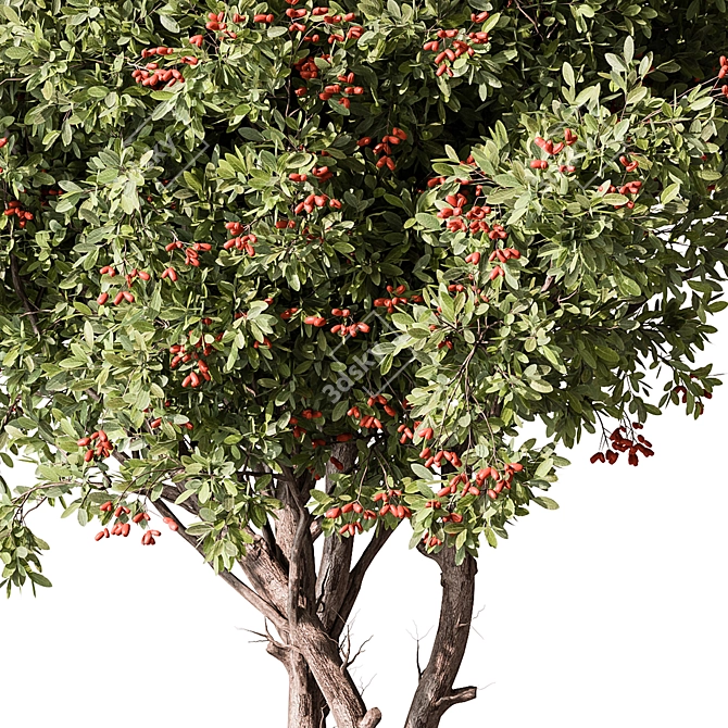 Assorted Fruit Tree Collection 3D model image 3