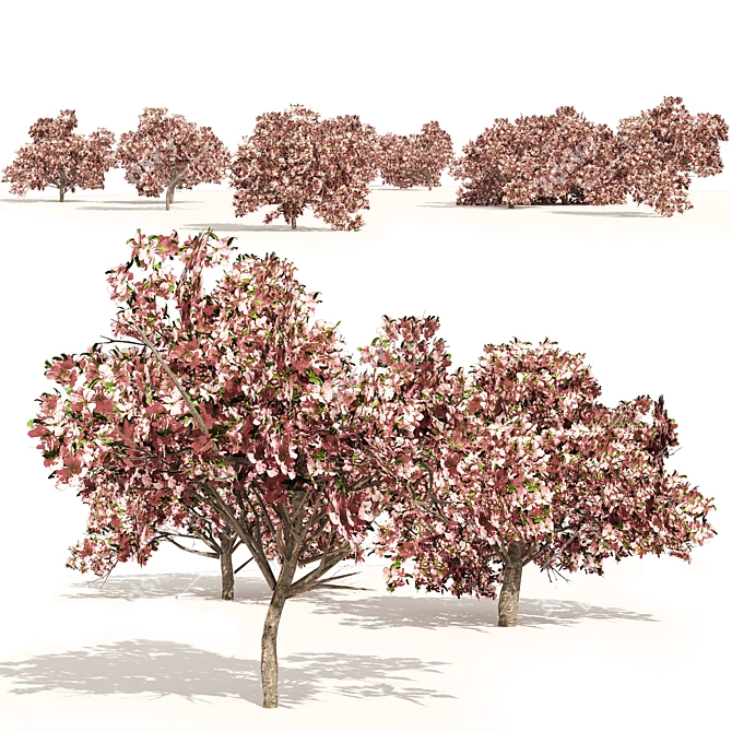 Pink Prunus Peach Tree Model 3D model image 1