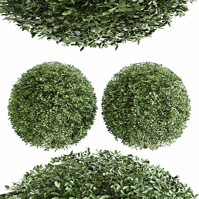 Dual Object Boxwood 3D Model 3D model image 1