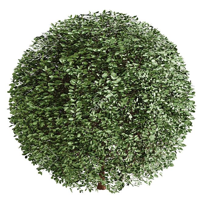 Dual Object Boxwood 3D Model 3D model image 2