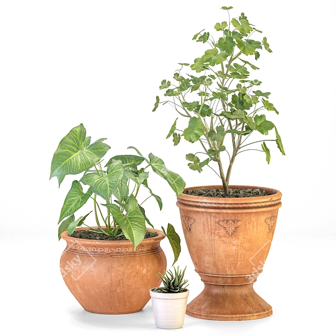 "Italian Herb Trio Set 3D model image 1