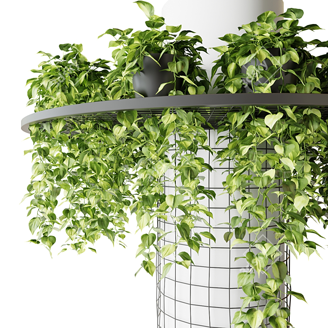 Hanging Epipremnum Plant Column 3D model image 3