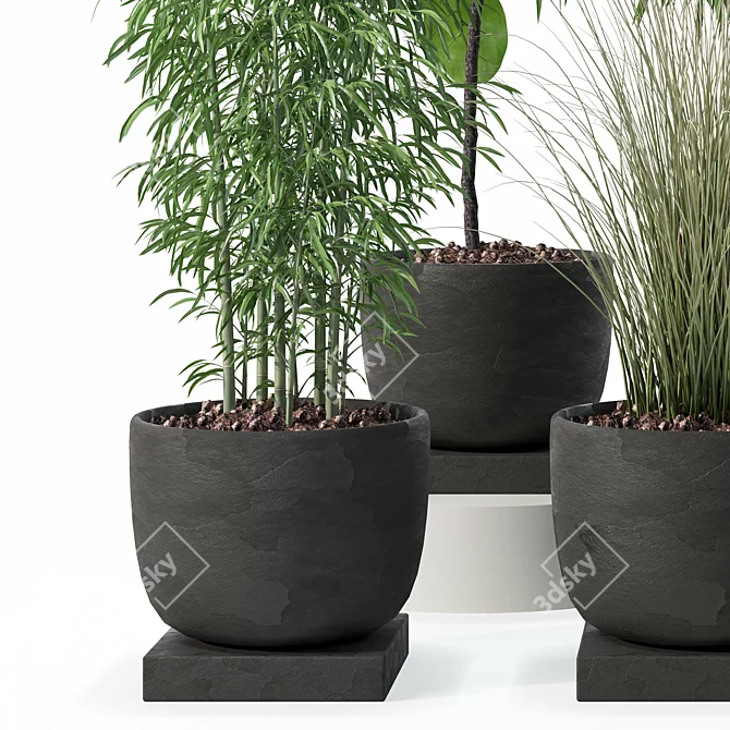 Modern Plant Collection Bundle 3D model image 2