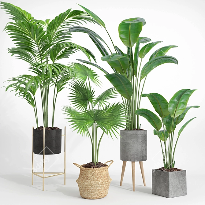 Modern Indoor Plant Set 002 3D model image 1