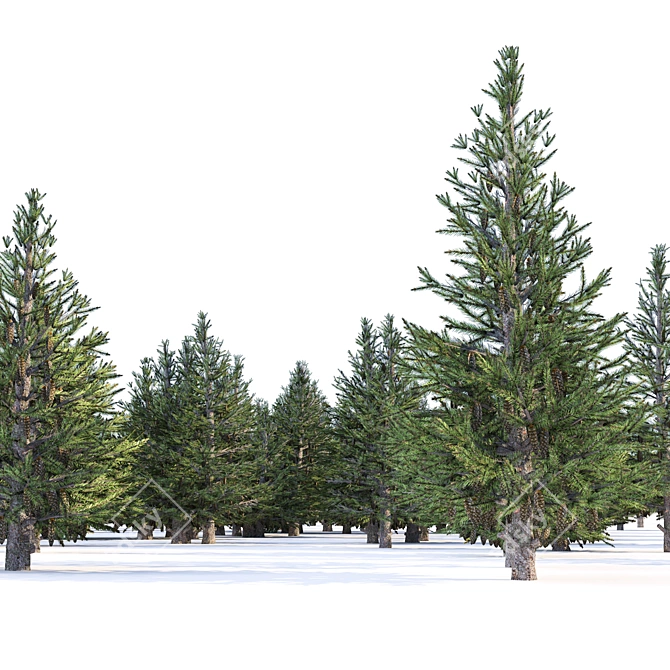 Spruce Forest 3D Model Render 3D model image 3