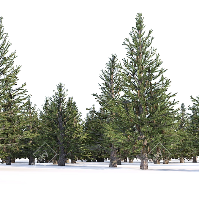 Spruce Forest 3D Model Render 3D model image 4