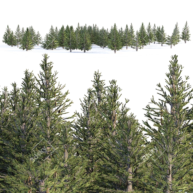 Spruce Forest 3D Model Render 3D model image 7