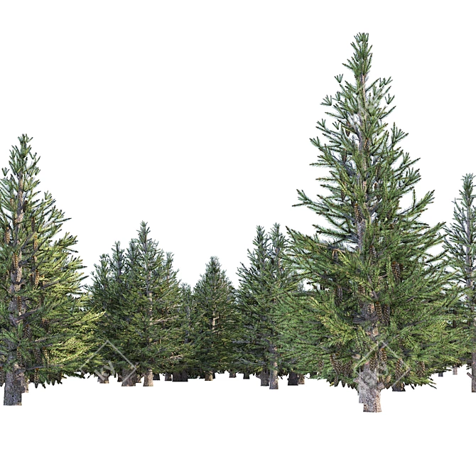 Spruce Forest 3D Model Render 3D model image 9