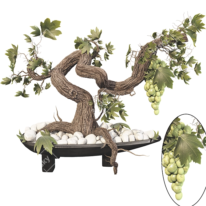 Grape Bonsai 01 3D Model 3D model image 1