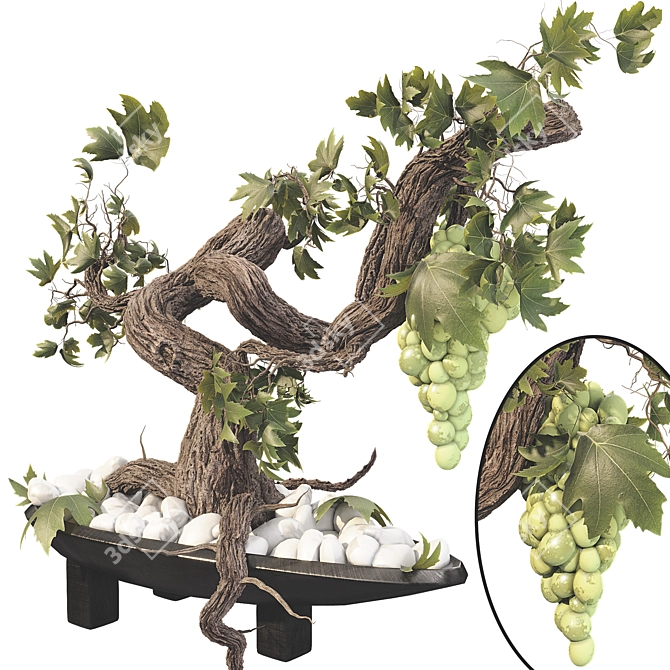 Grape Bonsai 01 3D Model 3D model image 2