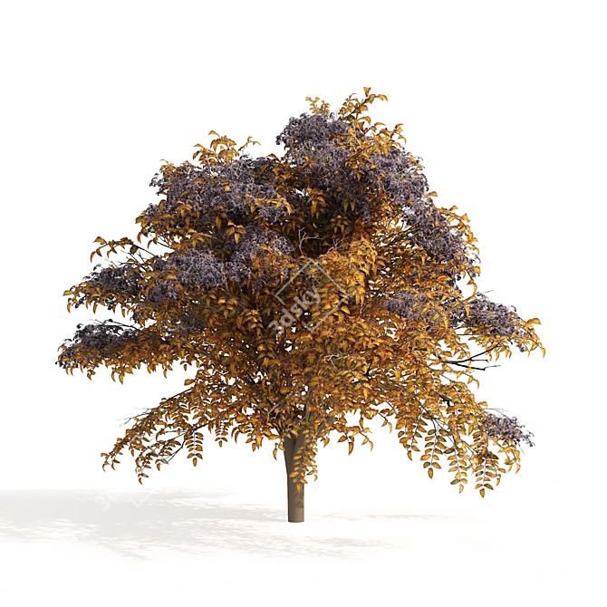 Autumn Aralia Elata Tree Pair 3D model image 1