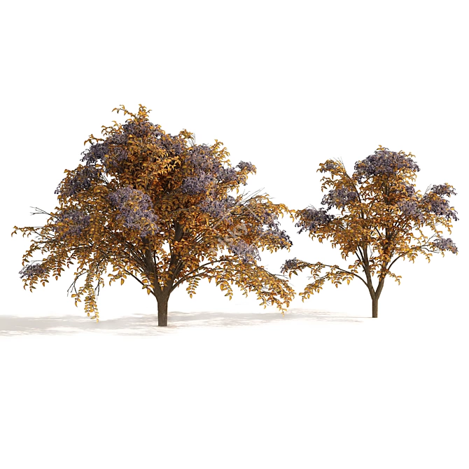 Autumn Aralia Elata Tree Pair 3D model image 3