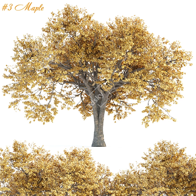 Autumn Maple Tree 3D Models 3D model image 1