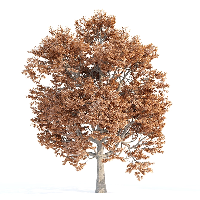 Autumn Maple Tree 3D Models 3D model image 2