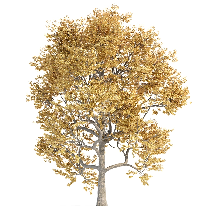 Autumn Maple Tree 3D Models 3D model image 3