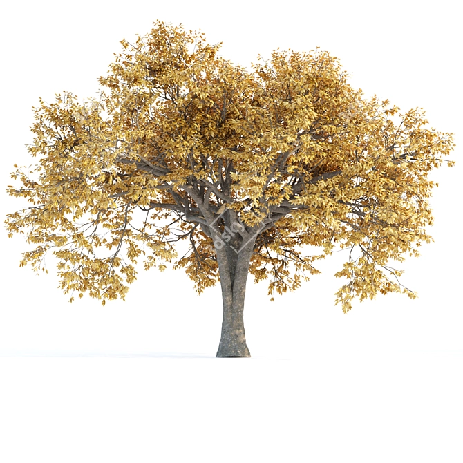 Autumn Maple Tree 3D Models 3D model image 4