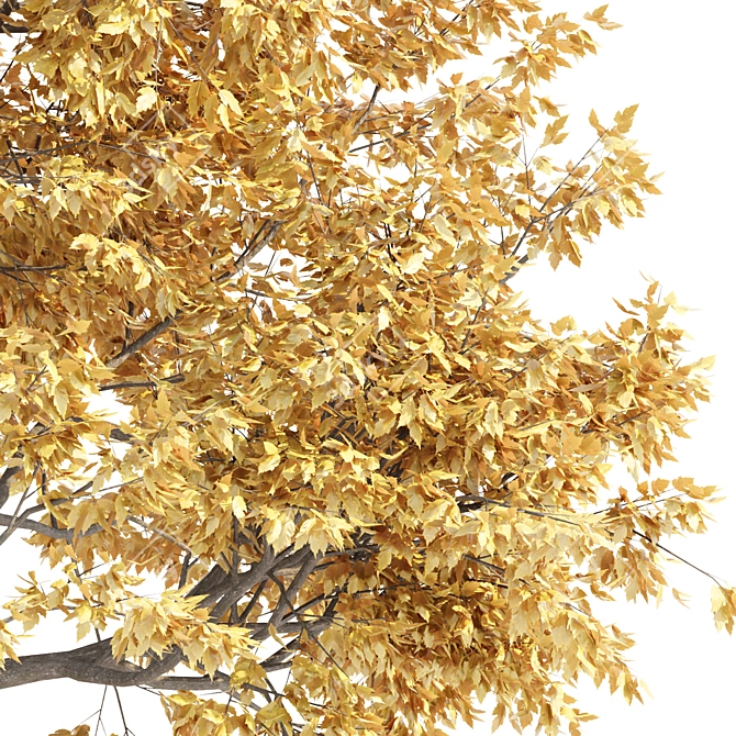 Autumn Maple Tree 3D Models 3D model image 5