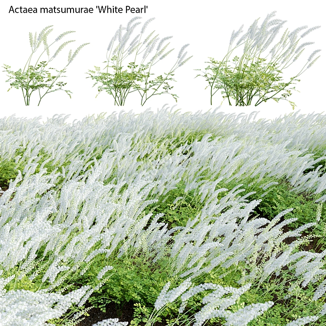 3D Plant Models Collection: White Pearl 3D model image 1