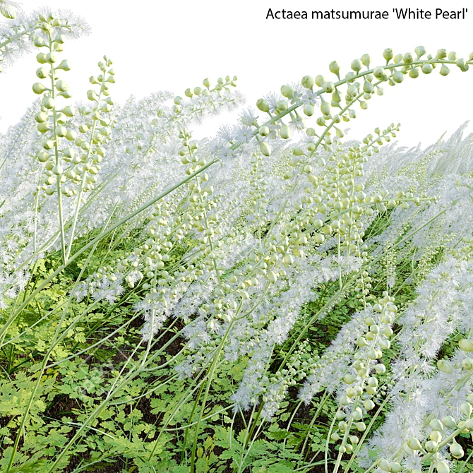 3D Plant Models Collection: White Pearl 3D model image 4