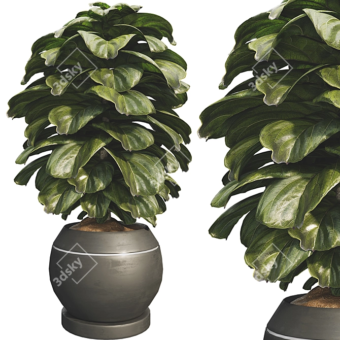 Compact Glossy Ficus Lyrata Bambino 3D model image 1