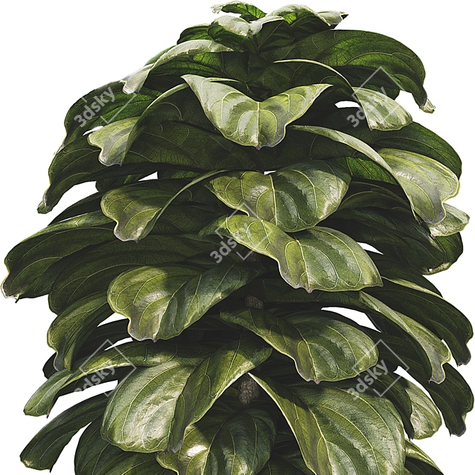 Compact Glossy Ficus Lyrata Bambino 3D model image 2