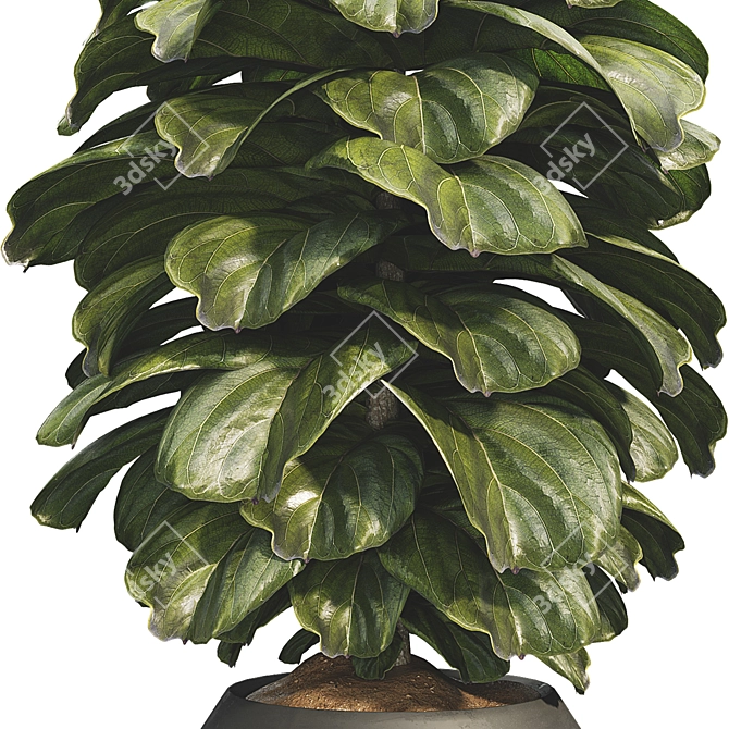 Compact Glossy Ficus Lyrata Bambino 3D model image 3