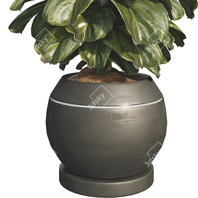 Compact Glossy Ficus Lyrata Bambino 3D model image 4